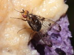 Drosophila silvestris Kukuiopae 7871