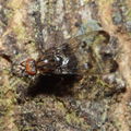 Drosophila silvestris Kukuiopae 7897.jpg