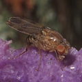 Drosophila sobrina Makaleha 5663