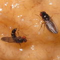 Drosophila sp courtship Koloa 5290.jpg