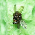 Drosophila sp dance Kilohana 5300.jpg