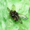 Drosophila sp dance Kilohana 5301