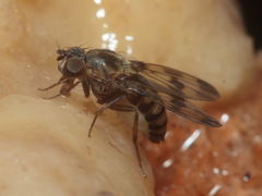 Drosophila sp Manuwai 1085