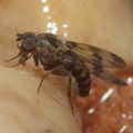Drosophila sp Manuwai 1085.jpg