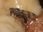 Drosophila sp Manuwai 1085