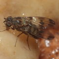 Drosophila sp Manuwai 1086