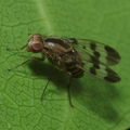 Drosophila spaniothrix Makaleha 1889