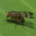 Drosophila spaniothrix Makaleha 1893