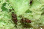 Drosophila spp Kaluaa 4207