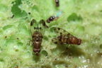 Drosophila spp Kaluaa 4208