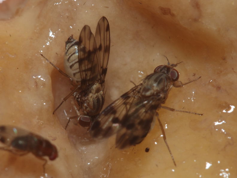 Drosophila spp Manuwai 1082