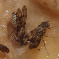 Drosophila spp Manuwai 1082