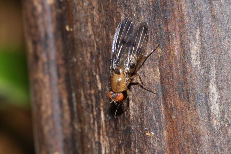 Drosophila sproati Stainback 0393.jpg