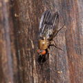 Drosophila sproati Stainback 0393