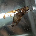 Drosophila substenoptera Kaala 7996