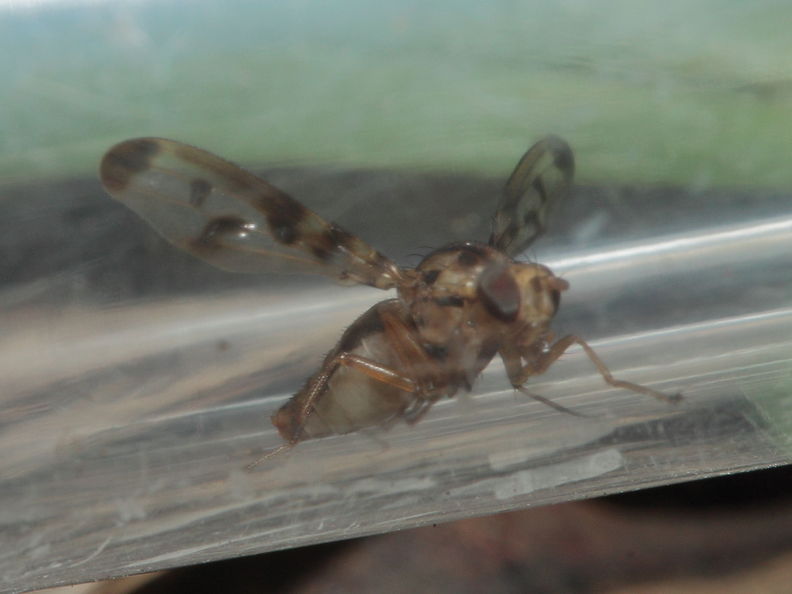 Drosophila substenoptera Kaala 7999.jpg
