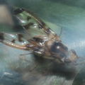 Drosophila substenoptera Kaala 8006