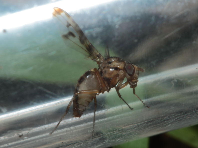 Drosophila substenoptera Kaala 8008.jpg
