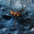 Drosophila substenoptera Kalena 4584.jpg