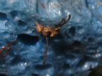 Drosophila substenoptera Kalena 4584