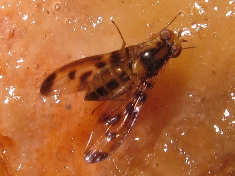 Drosophila substenoptera Opaeula 6285.jpg