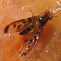 Drosophila substenoptera Opaeula 6285.jpg