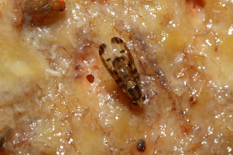 Drosophila substenoptera Palikea 1684.jpg
