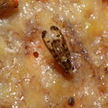 Drosophila substenoptera Palikea 1684
