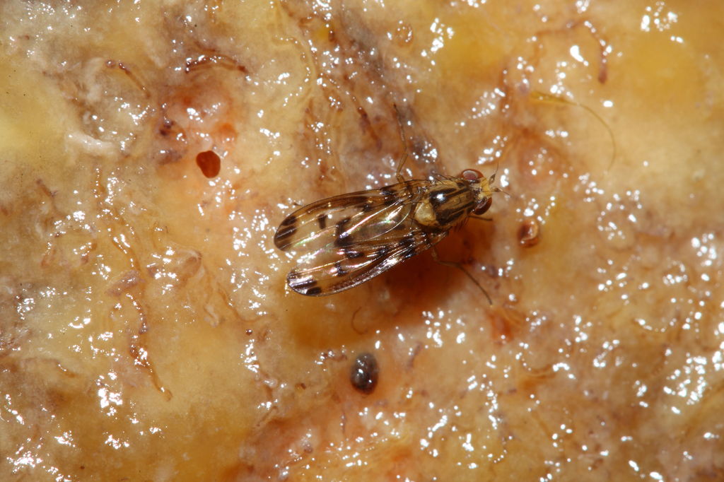 Drosophila substenoptera Palikea 1685