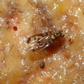 Drosophila substenoptera Palikea 1685
