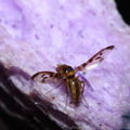 Drosophila substenoptera Palikea 2093 edit
