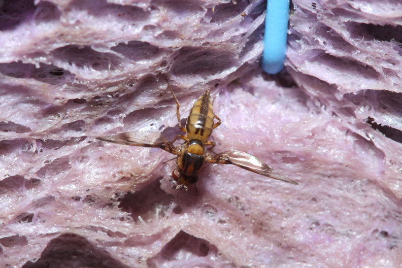 Drosophila substenoptera Palikea 2095.jpg