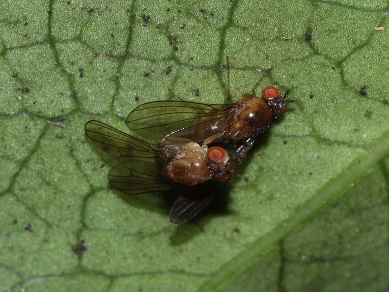 Drosophila tanythrix Kipuka 14 2601.jpg