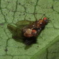 Drosophila tanythrix Kipuka 14 2601