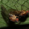 Drosophila tanythrix Kipuka 14 2605