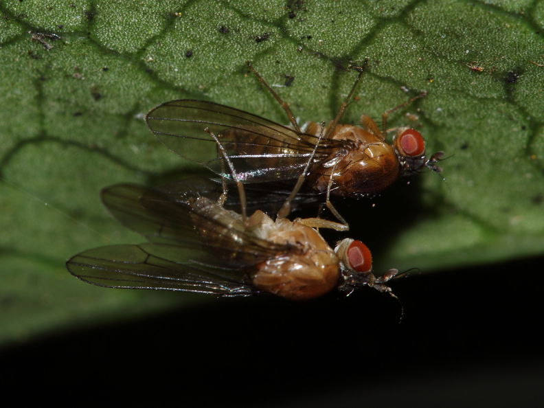 Drosophila tanythrix Kipuka 14 2606.jpg