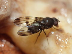 Drosophila tetraplasandrae Olaa 6121