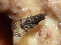 Drosophila tetraplasandrae Olaa 6131