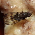 Drosophila tetraplasandrae Olaa 6132