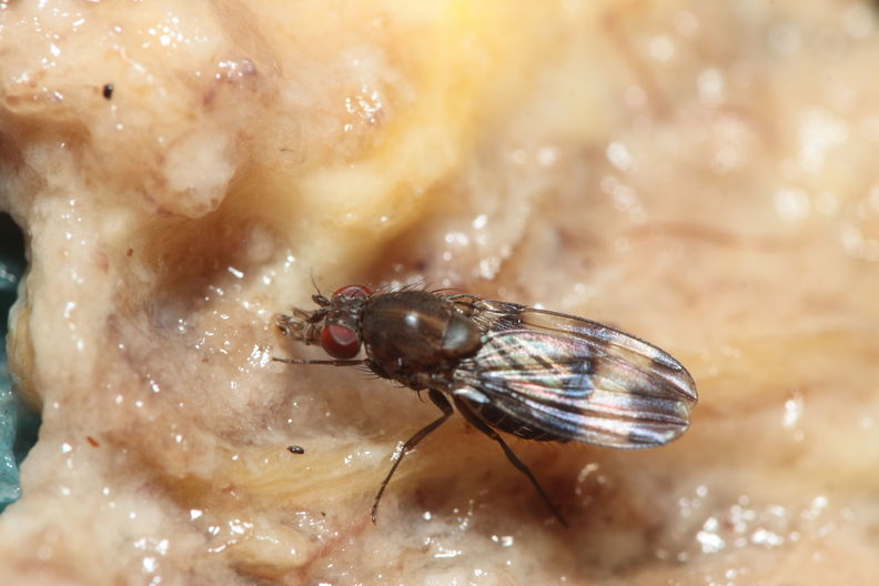 Drosophila tetraplasandrae Olaa 6168.jpg