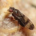 Drosophila tetraplasandrae Olaa 6169