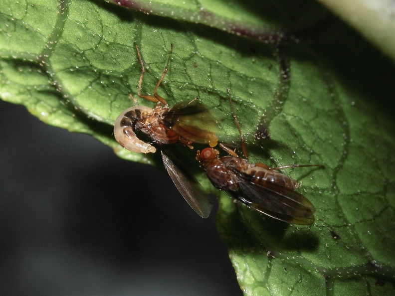 Drosophila truncipenna Waikamoi 7043.jpg