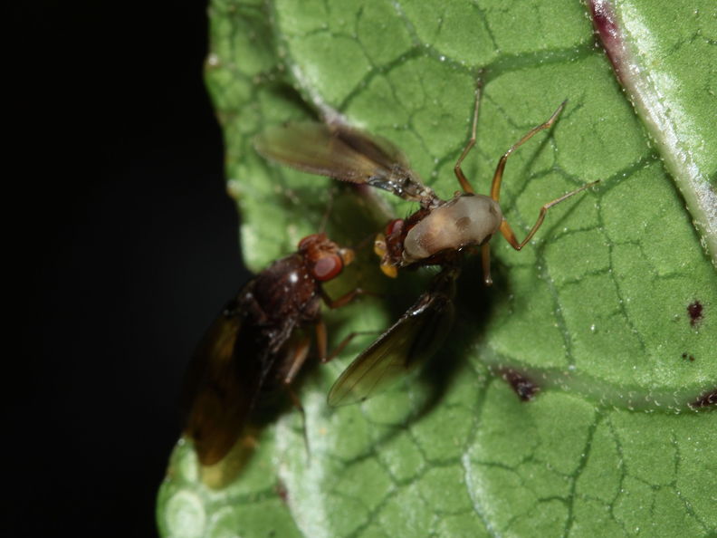 Drosophila truncipenna Waikamoi 7047.jpg