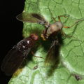 Drosophila truncipenna Waikamoi 7049