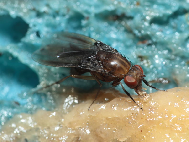 Drosophila truncipenna Waikamoi 7060.jpg