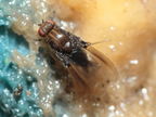 Drosophila truncipenna Waikamoi 7066