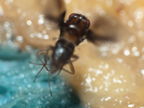 Drosophila truncipenna Waikamoi 7069