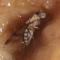 Drosophila turbata Ohikilolo 9534