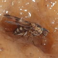 Drosophila turbata Ohikilolo 9535