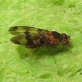 Drosophila turbata Opaeula 6283